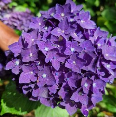 Hydrangea Macrophylla Purple With Blue Eye